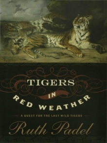 Image for Tigers in red weather