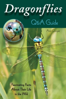 Image for Dragonflies Q&A guide: fascinating facts about their life in the wild