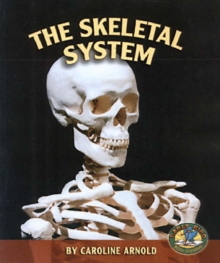 Image for The Skeletal System