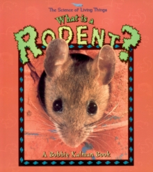 Image for What Is A Rodent?
