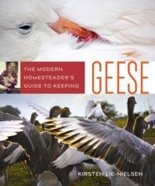 Modern Homesteader's Guide to Keeping Geese