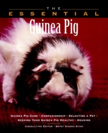 Image for The essential guinea pig