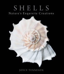 Image for Shells: nature's exquisite creations