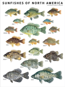 Image for Sunfishes of North America
