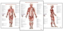 Image for Trail Guide to the Body's Muscles of the Human Body Posters: Set of 3