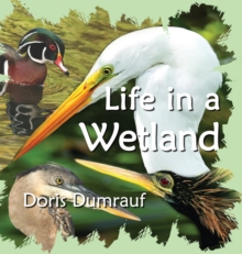 Image for Life In A Wetland