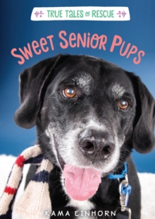 Image for Sweet senior pups