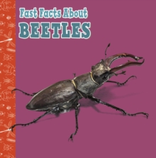 Image for Fast facts about beetles