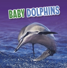 Baby Dolphins