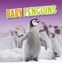Image for Baby penguins