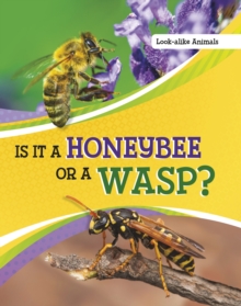 Is It a Honeybee or a Wasp?