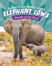 Elephant Cows: Heads of the Herd