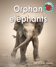 Orphan elephants