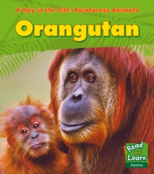 Image for Orangutan