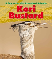 Image for Kori bustard
