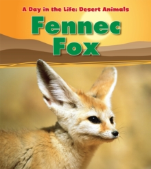 Image for Fennec fox