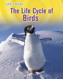 Image for The life cycle of birds