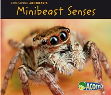 Image for Minibeast senses