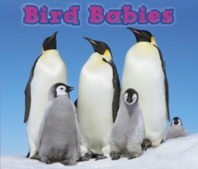Image for Bird babies