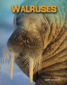 Image for Walruses