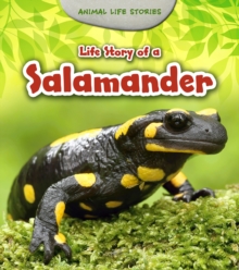 Image for Life Story of a Salamander