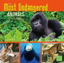Most Endangered Animals in the World
