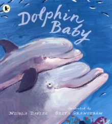 Image for Dolphin baby