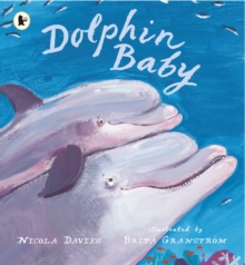 Image for Dolphin Baby