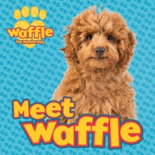 Image for Meet Waffle!