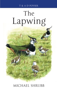Image for The Lapwing