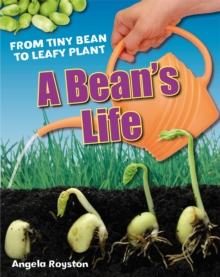 Image for A bean's life