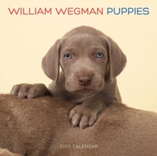 William Wegman Puppies 2020 Wall Calendar