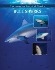 Image for Bull sharks