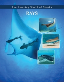 Image for Rays