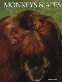 Image for Monkeys & apes