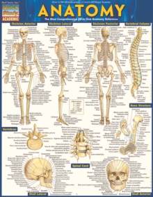 Image for Anatomy - Reference Guide (8.5 X 11): A QuickStudy Reference Tool