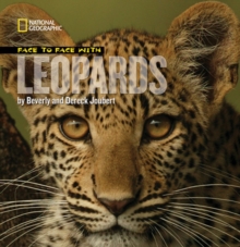 Image for Face to Face with Leopards