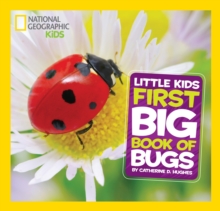 Image for Little kids big book of bugs