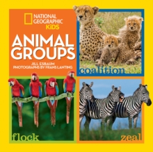 Image for Animal groups