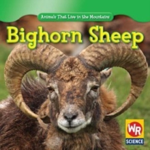 Image for Bighorn Sheep
