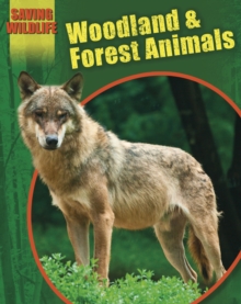 Image for Woodland and forest animals