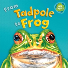 Image for Lifecycles: From Tadpole To Frog