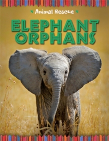 Image for Elephant orphans