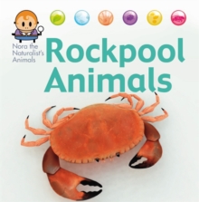 Image for Nora the Naturalist's Animals: Rock Pool Animals