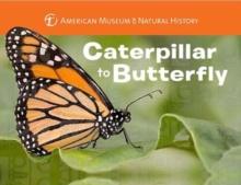 Image for Caterpillar to butterfly