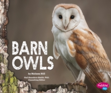 Image for Barn owls