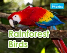 Image for Rainforest birds