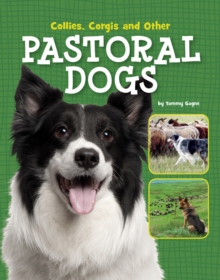 Image for Collies, corgis and other pastoral dogs