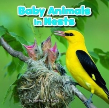 Image for Baby animals in nests