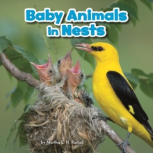 Image for Baby animals in nests